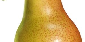 Pear