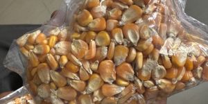 Maize