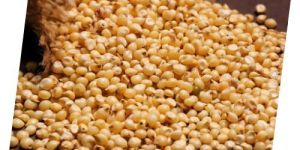 Sorghum Millet