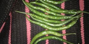 Fresh Green Chilli