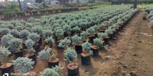 Exotic Plants