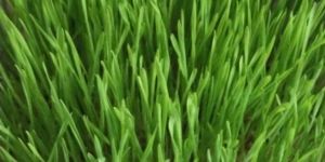Wheat Grass