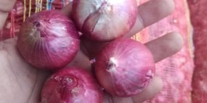 Onions