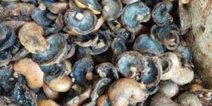 Cashew Nut Shell
