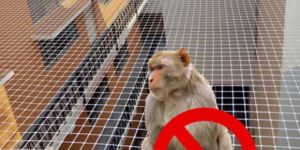 Bird Protection Netting