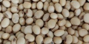 Organic Soybean