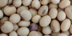 Organic Soybean Seeds