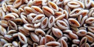 Psyllium Husk Seed