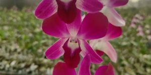 Dendrobium Sonia Red Orchid Flower