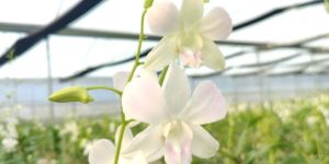 Dendrobium Sonia White Orchid Flower