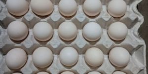 Brown Chicken Eggs