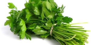 Fresh Coriander Leaves