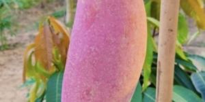 Red Ivory Mango Plant