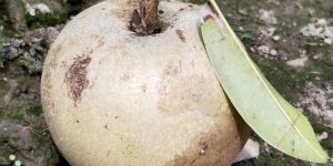 Thai King Chiku Fruit Plant