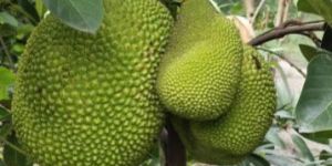 Vietnam Super Early Jackfruit Plant