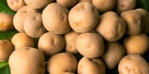 Baby Potato