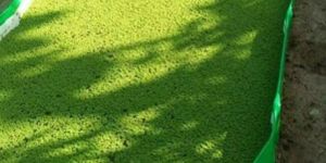 Azolla