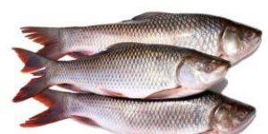 Fresh Rohu Fish