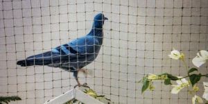 Pigeon Net