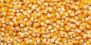 Animal Feed Yellow Maize Seeds