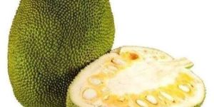 Fresh Jackfruit