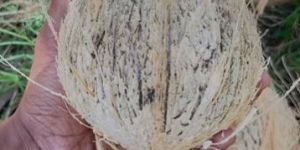 Semi Husked Coconuts