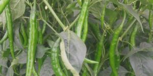 Green Chillis