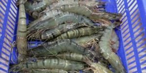Frozen Black Tiger Shrimp