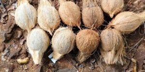 Semi Husked Coconuts