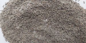 Cumin Seeds