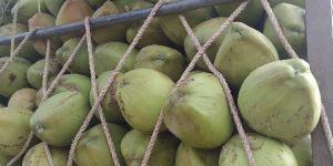 Green Tender Coconut