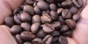 Arabica Coffee Beans