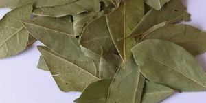 Bay Leaf