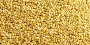 Foxtail Millet Seeds
