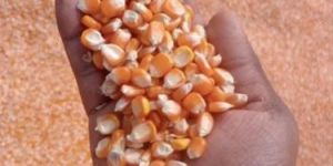 Yellow Maize Seeds