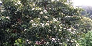 Aleurites Fordii Tung Nut