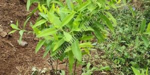 White Sandalwood Plants