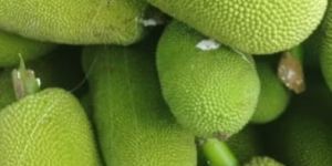 Jack Fruit