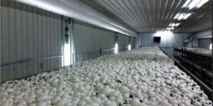 Mushroom Project Consultancy Services