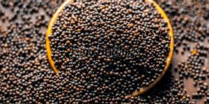 Indian Black Mustard Seeds