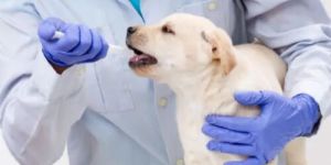 Online 24 x7 Vet Consultation Service