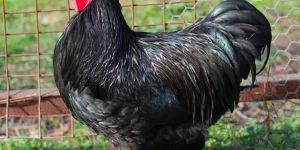 Live Black Australorp Chicken