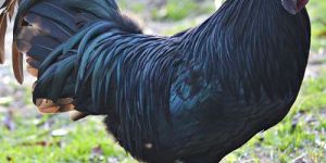 Live Kadaknath Chicken