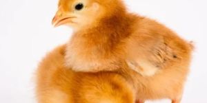 Rhode Island Red Chicks