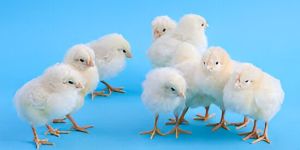 White Leg Horn Chick