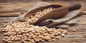 a Grade Organic Soybean Seeds