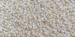 Polished Kodo Millet