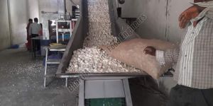 Garlic Sorting Grading Machine