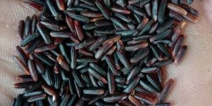 Organic Black Rice