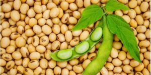 Soya Bean Seeds